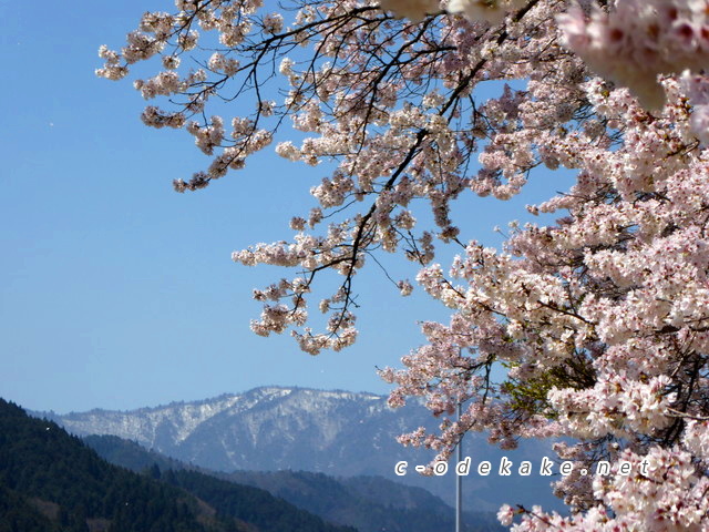 上殿さくら公園