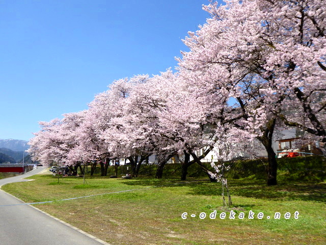 上殿さくら公園