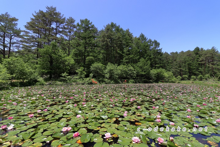 八幡湿原