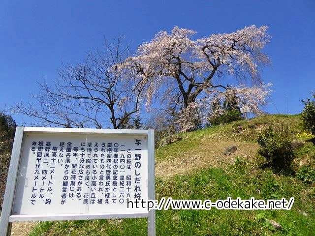 与一野のしだれ桜