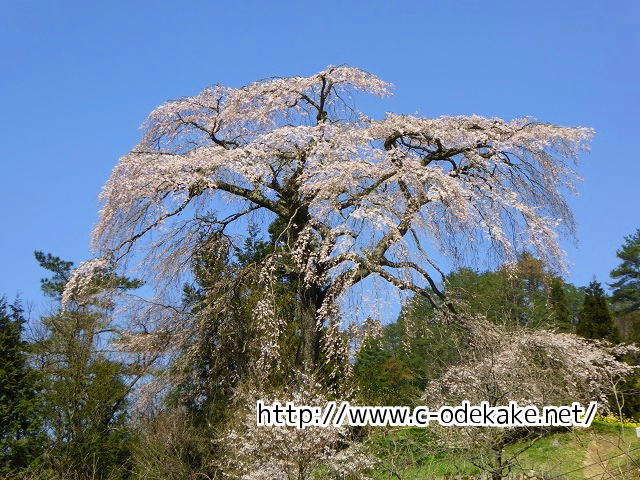 与一野のしだれ桜