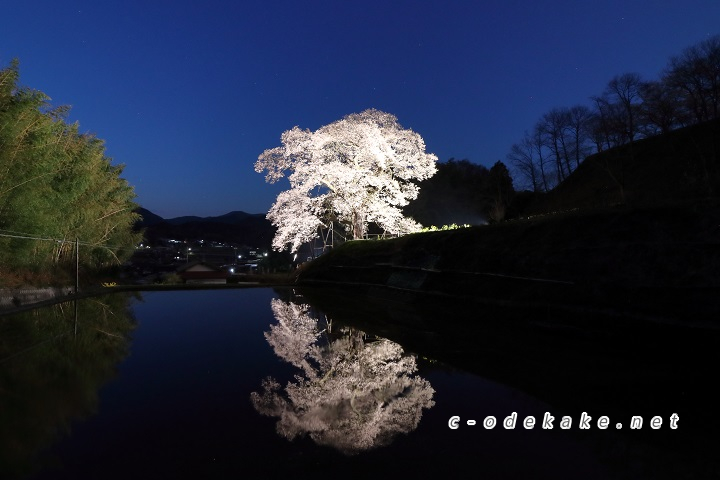 小奴可の要害桜