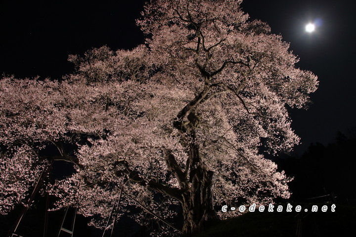 小奴可の要害桜