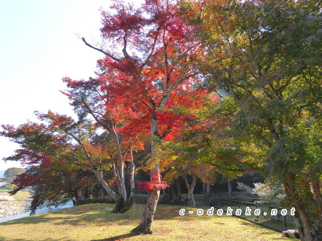 唯称庵跡のカエデ林